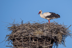 Storch