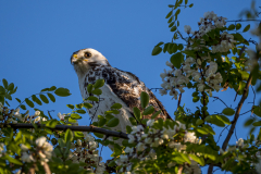 Mäusebussard, helle Morphe