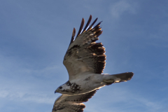 Mäusebussard, helle Morphe