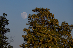 Mond zwischen Bäumen