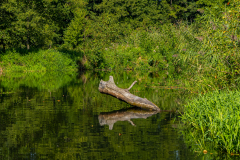 G5_5168