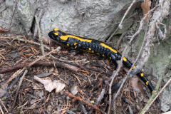 2023-10-19-Feuersalamander-18