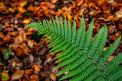 G5_6747-Verbessert-RR