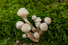 G5_6420