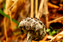 G5_6846-Verbessert-RR