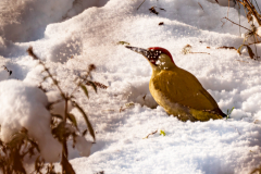 G909577-Bearbeitet-2