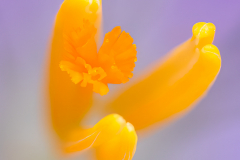 G5_8649-Bearbeitet-Makro-Bearbeitet