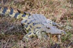 PSX_20240410_181234-gigapixel-art-scale-2_00x