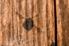 Schatten