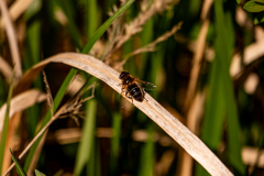 G9A3136-Bearbeitet-Bearbeitet