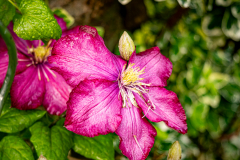 GH70445