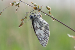 G5B8629-Schachbrettfalter