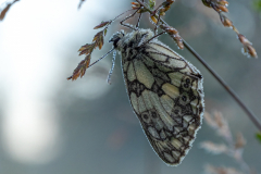 G5B8647-Schachbrettfalter