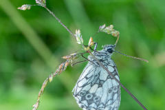 G5B8676-Schachbrettfalter