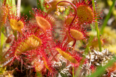 G5B9400-rundblaettriger-Sonnentau