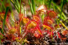 G5B9431-rundblaettriger-Sonnentau