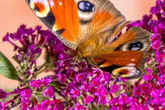 G9_0817-Bearbeitet
