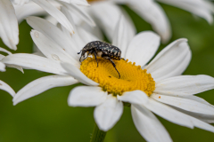 G9_0968-Bearbeitet
