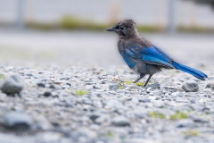 Blue-Jay