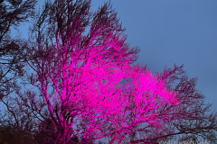 IMG_3091-2-Bearbeitet