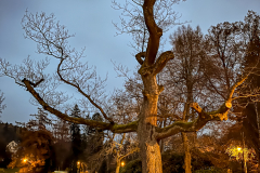 IMG_3087-2-Bearbeitet