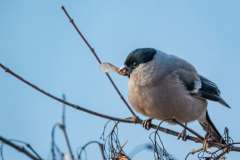 G9_6044-Bearbeitet