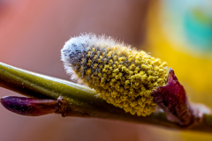 2026-03-12-Weidenkaetzchen