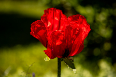 G9_9517