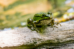 G9_9844-Bearbeitet