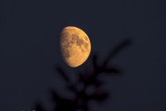 Der Goldene Henkel am Mond