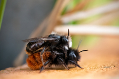 gehörnte Mauerbienen Paarung