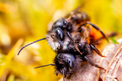 gehörnte Mauerbienen Paarung