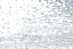 G908495-SD-grafisch-bl