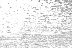 G908495-SD-grafisch-sw