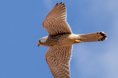 Turmfalke