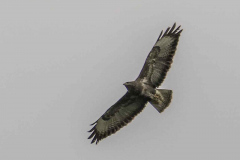 Bussard