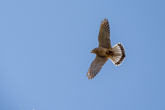 Turmfalke
