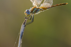 Libelle