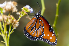 Monarch