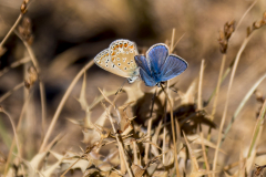 Bläuling