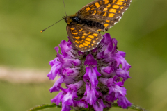 großer Perlmuttfalter