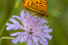 großer Perlmuttfalter