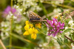 Wachtelweizen-Scheckenfalter