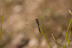 Vierfleck Libelle