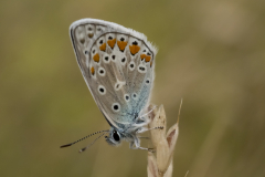 Bläuling