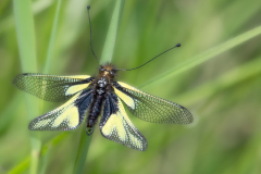 G9A6138-Bearbeitet-Bearbeitet