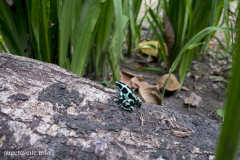 Black and Green Dart Frog