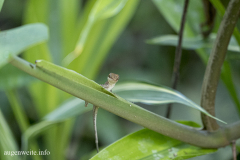 Eidechse- Costa_Rica