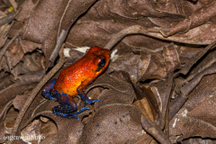 Erdbeerfrosch