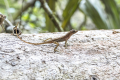 Eidechse- Costa_Rica